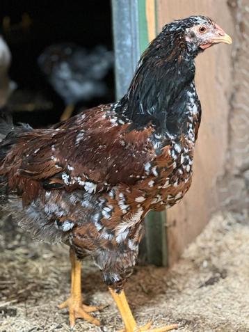 Wyandotte haan rood porselein groot ras beschikbaar voor biedingen