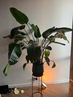 Prachtige Strelitzia 180cm, Huis en Inrichting, Kamerplanten, Verzenden, Overige soorten, 150 tot 200 cm