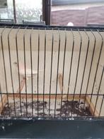 Pop roodmus wit (ino) 2025, Dieren en Toebehoren, Vogels | Overige Vogels, Vrouwelijk, Geringd