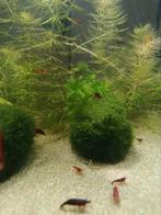 Red Sakura garnalen., Dieren en Toebehoren, Vissen | Aquariumvissen, Kreeft, Krab of Garnaal