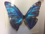 vlinder Morpho Adonis, Nieuw, Opgezet dier, Ophalen of Verzenden, Insect