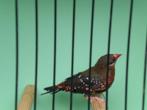 tijgervink, Dieren en Toebehoren, Vogels | Overige Vogels, Mannelijk, Tropenvogel, Geringd