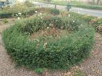 Taxushaag, gratis maar zelf uitgraven!, Ophalen, Overige soorten, 100 tot 250 cm