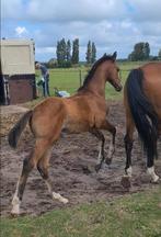 hengstveulen van Stargos VDL x Apardi elite, Hengst, Springpaard, 0 tot 2 jaar