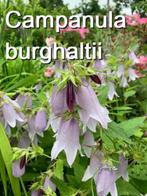 Campanula burghaltii - vaste plant, Halfschaduw, Zomer, Vaste plant, Overige soorten