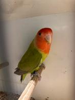 Roseicolli langebevederd cinamon, Dieren en Toebehoren, Vrouwelijk, Dwergpapegaai of Agapornis