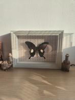 Vlinder in lijst, Ophalen, Nieuw, Insect, Opgezet dier