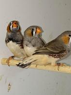 3 zebravink mannen split charcoal, Dieren en Toebehoren, Mannelijk