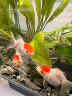 Mooi prachtig 4 goudvissen met Een verscheidenheid aan voere, Dieren en Toebehoren, Vis, Zoetwatervis
