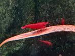 High grade Bloody Mary Garnalen🔥SALE🔥🦐❤️, Dieren en Toebehoren, Vissen | Aquariumvissen, Kreeft, Krab of Garnaal, Zoetwatervis