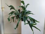 XXL Platycerium Bifercatum - Hertshoornvaren / Hangplant, Overige soorten, Minder dan 100 cm, Halfschaduw, Ophalen