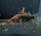 Chinese baars siniperca chuatsi, Dieren en Toebehoren, Vissen | Aquariumvissen, Vis, Zoetwatervis