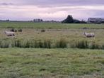 2 volwassen schapen, Dieren en Toebehoren, Schapen, Geiten en Varkens, Vrouwelijk, Schaap