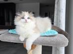 Ragdoll, Dieren en Toebehoren, Katten en Kittens | Raskatten | Langhaar, Poes, Gechipt, 0 tot 2 jaar