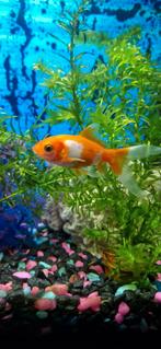 Aquarium inc 1 goudvis en toebehoren, Dieren en Toebehoren, Vissen | Aquariumvissen, Vis