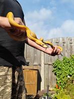 Net python man., Dieren en Toebehoren, Reptielen en Amfibieën, Slang
