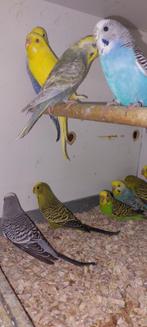 Kleurgrasparkiet diverse poppen, Vrouwelijk, Parkiet, Geringd