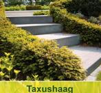 Taxus haag, Tuin en Terras, Ophalen of Verzenden