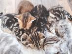 Schattige kittens, Kater, Kortharig, 0 tot 2 jaar