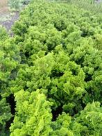 Chamaecyparis obt Nana Gracilis, Tuin en Terras, Bloeit niet, Overige soorten, Minder dan 100 cm, Ophalen