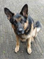 Gezocht: nieuwe plek voor Duitse Herder. Herplaatsing hond., Dieren en Toebehoren, Honden | Chihuahua's en Gezelschapshonden, Rabiës (hondsdolheid)