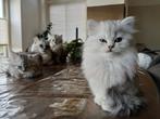 Silver shaded perzische langhaar kruising, Snowy, Dieren en Toebehoren, Katten en Kittens | Raskatten | Langhaar, Kater, Gechipt