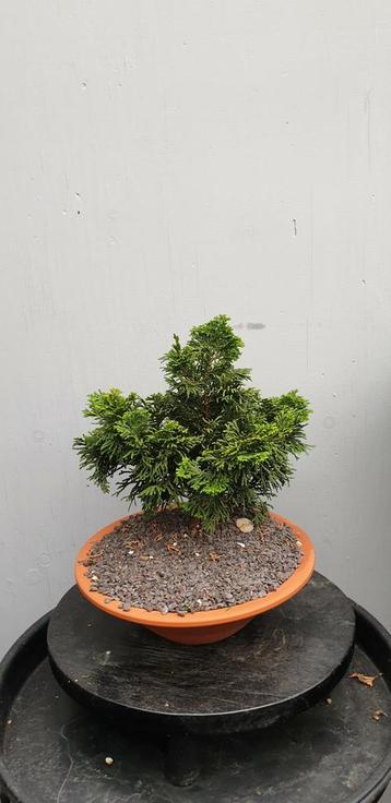 Chamaecyparis bonsai beschikbaar voor biedingen