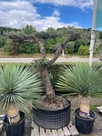 Olijfboom PomPon Macro Bonsai, 100 tot 250 cm, Olijfboom, Zomer, Ophalen