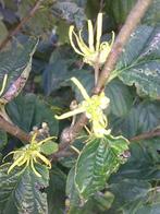 amerikaanse toverhazelaar (Hamamelis virginiana) 80-100 cm, Ophalen of Verzenden, Overige soorten, Volle zon