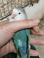 Prachtige brr agapornis fisheri lovebird turquoise pop, Vrouwelijk, Dwergpapegaai of Agapornis, Geringd