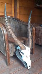 gewei geweien hoorn schedel, Verzamelen, Ophalen of Verzenden, Zo goed als nieuw, Overige soorten, Gewei of Kop