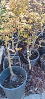 Acer palmatum Gekko Nishiki tuin bonsai. Japanse Esdoorns., Bloeit niet, Halfschaduw, Overige soorten, 100 tot 250 cm
