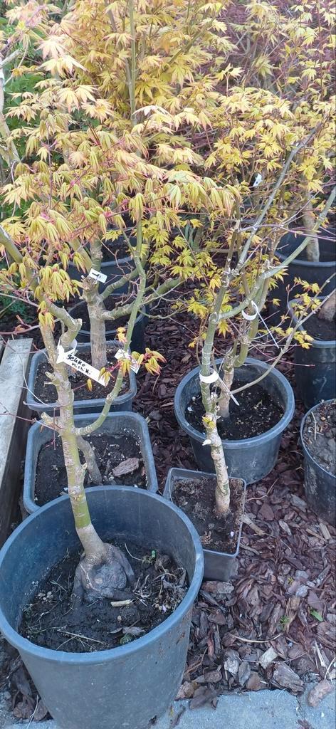 Acer palmatum Gekko Nishiki tuin bonsai. Japanse Esdoorns., Tuin en Terras, Planten | Bomen, Overige soorten, 100 tot 250 cm, Halfschaduw