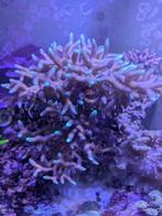 Beige-blauw Seriatopora caliendrum stekken voor hobbyprijzen, Dieren en Toebehoren, Vissen | Aquariumvissen, Overige typen, Zoutwatervis