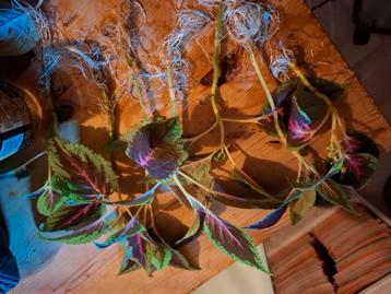 Coleus stekjes met wortels beschikbaar voor biedingen