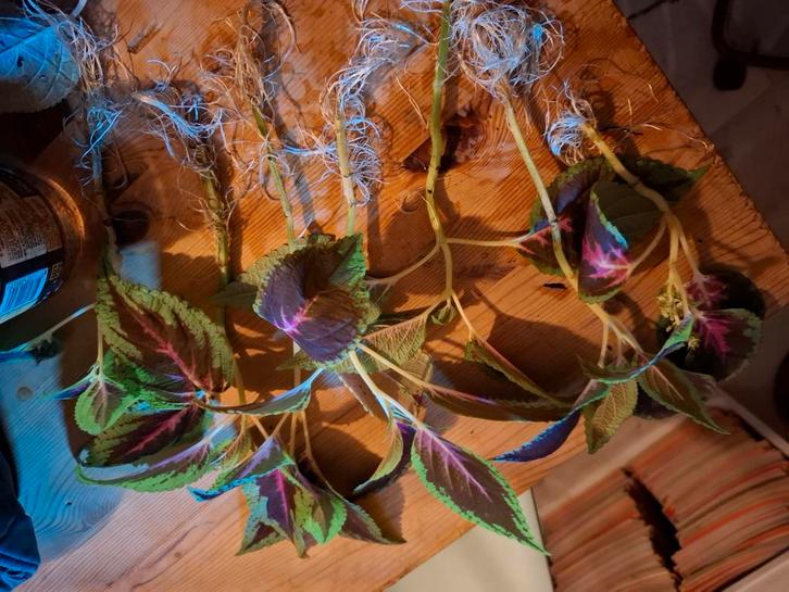 Coleus stekjes met wortels, Tuin en Terras, Planten | Tuinplanten, Eenjarig, Overige soorten, Halfschaduw, Zomer, Ophalen of Verzenden