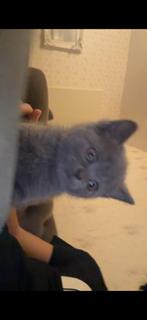 Britse Kort haar kittens (1 jongetje nog over zie 1ste foto), Dieren en Toebehoren, Katten en Kittens | Raskatten | Korthaar, Meerdere dieren