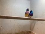 Mooi koppel gouldamadines zwartkop man is blauw, Dieren en Toebehoren, Meerdere dieren, Tropenvogel