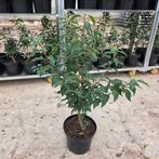 Portugese Laurier 60/80 cm - Prunus lusitanica Angustifolia, Vaste plant, Halfschaduw, Lente, Ophalen