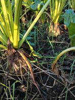 Voerbieten voederbieten, Dieren en Toebehoren, Dierenvoeding, Ophalen of Verzenden, Vee