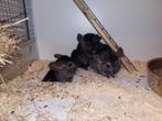 4 Chinchilla's, April, Vrouwelijk, Chinchilla