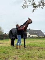 Paardenwagen te huur - paardentaxi - B vrachtwagen, Dieren en Toebehoren, Stalling en Weidegang