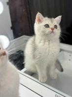 Britse korthaar kitten, Dieren en Toebehoren, Kattenspeelgoed, Ophalen, Zo goed als nieuw, Overig speelgoed