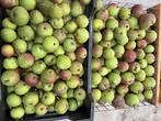 Zoete Brederode Stoofpeer, Ophalen
