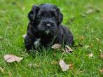 Boompoo Pup, Rabiës (hondsdolheid), 8 tot 15 weken, Eén hond, Nederland