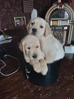 Prachtige lieve labrador pups, CDV (hondenziekte), 8 tot 15 weken, Labrador retriever, Meerdere