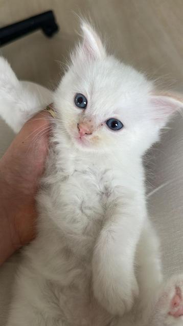 Ragdoll Kittens 100% zuiver ras beschikbaar voor biedingen
