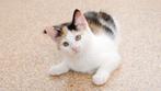 Gevraagd (boerderij) kitten, Dieren en Toebehoren, Poes, Kortharig, 0 tot 2 jaar