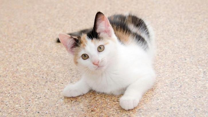 Gevraagd (boerderij) kitten, Dieren en Toebehoren, Katten en Kittens | Overige Katten, Kortharig, Poes, 0 tot 2 jaar