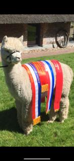 Alpaca Top Dutch: Prachtige hoogdrachtige merrie, Juli, Vrouwelijk